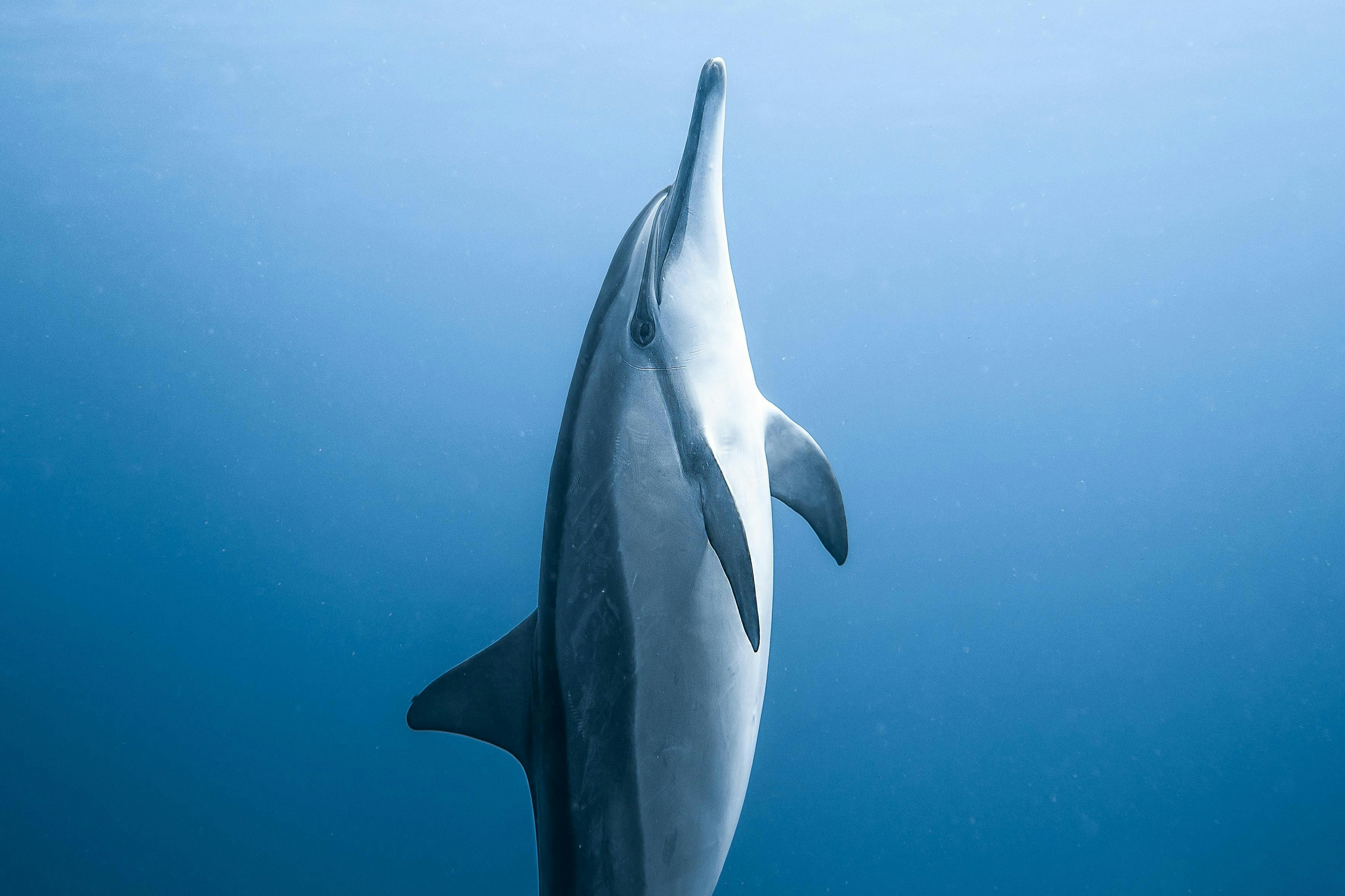 Algarve: Whale & Dolphin Spotting Boat Tour