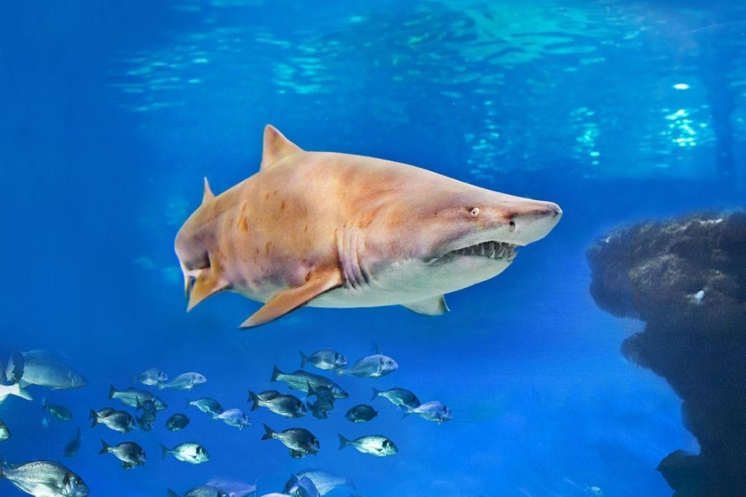 모래 호랑이 상어