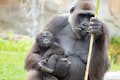 Ekan, o mais jovem do grupo de gorilas, nascido em 2020
