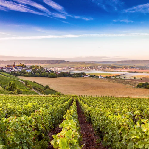 Sancerre: Wine Tastings + Lunch from Paris