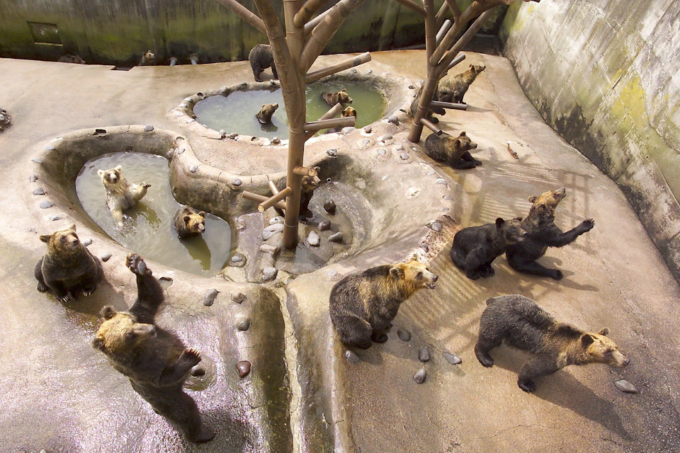 Bears in an enclosure with pools of water, rocky terrain, and tree structures in a zoo-like setting.