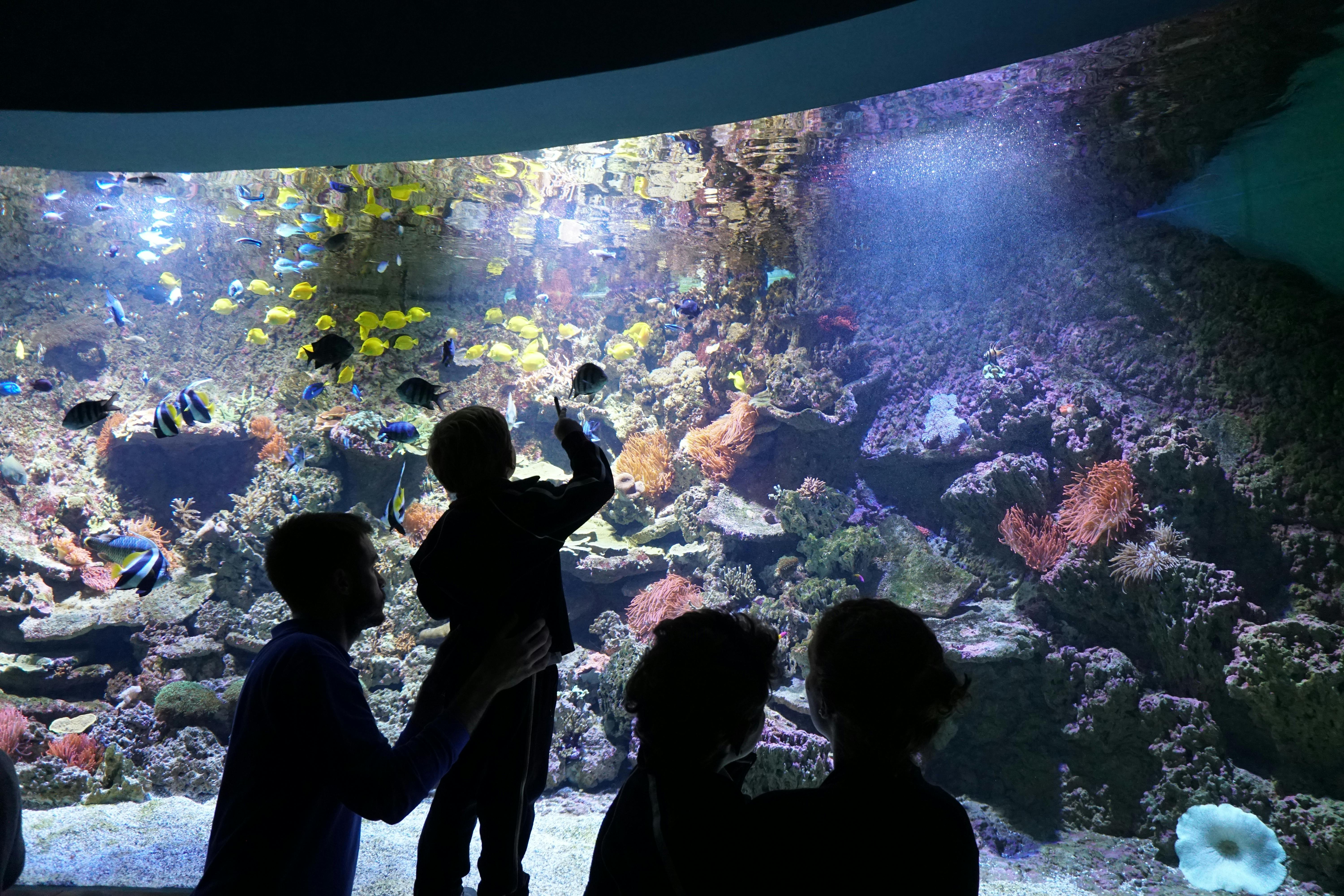 Les persones siluetejades observen vibrants peixos i coralls en una gran exhibició d&#39;aquari.