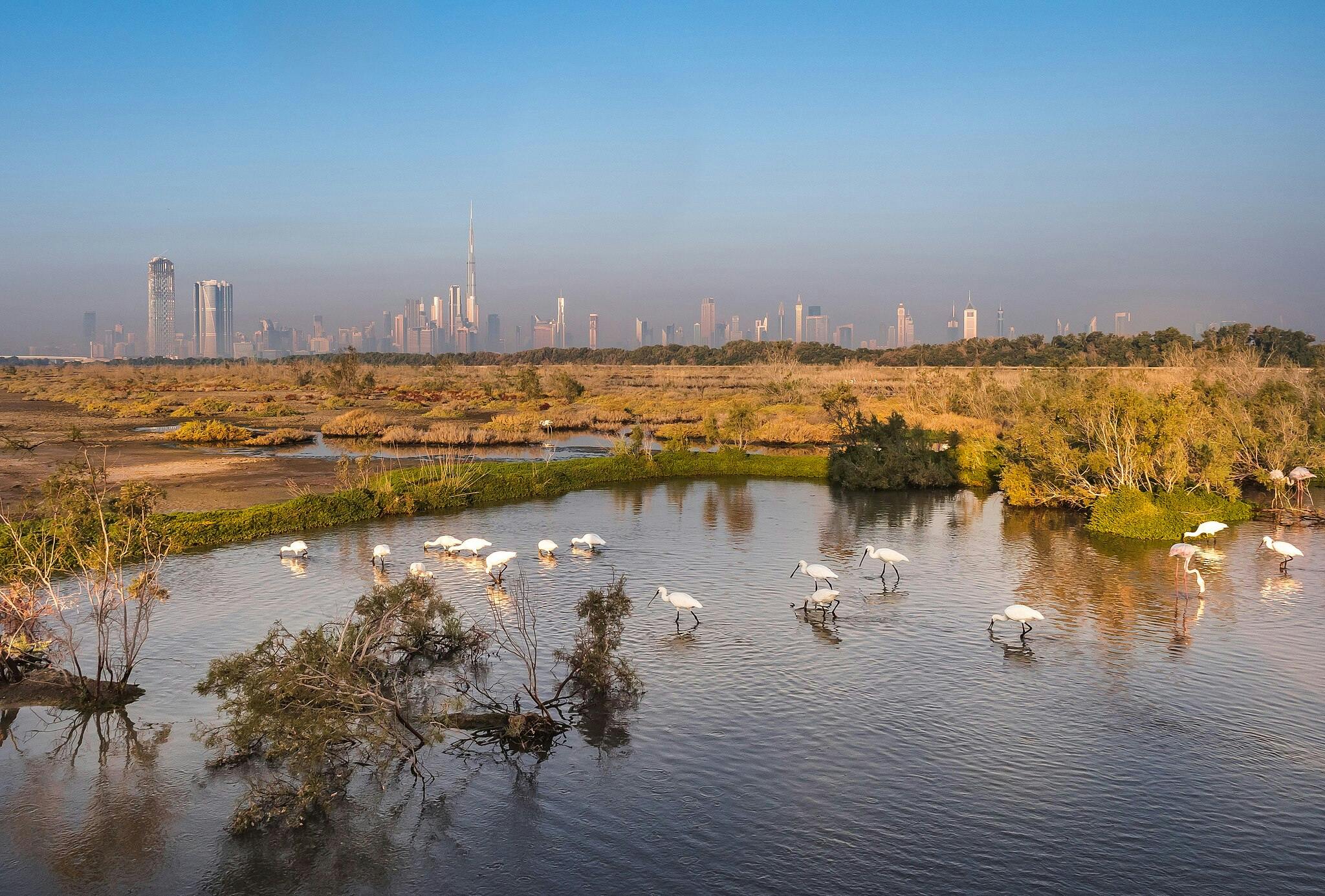 Ras al Khor Wildlife Sanctuary in Dubai