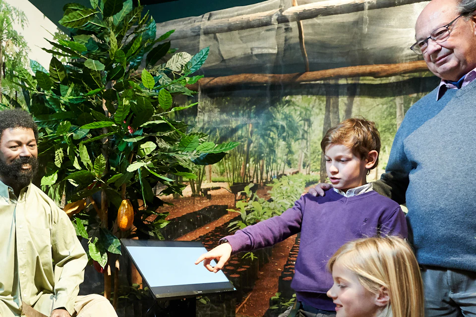 Immerse yourself in the world of cocoa and discover how cocoa is grown