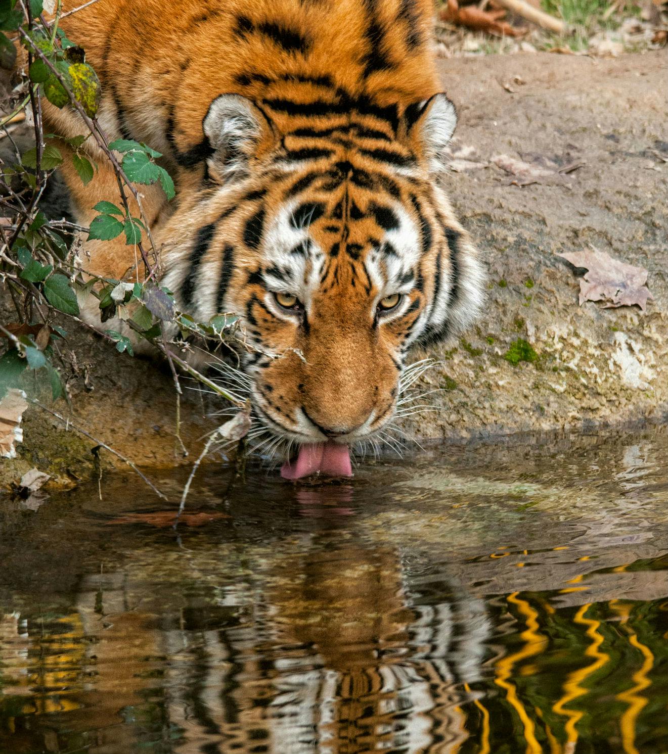 自然野生动物园