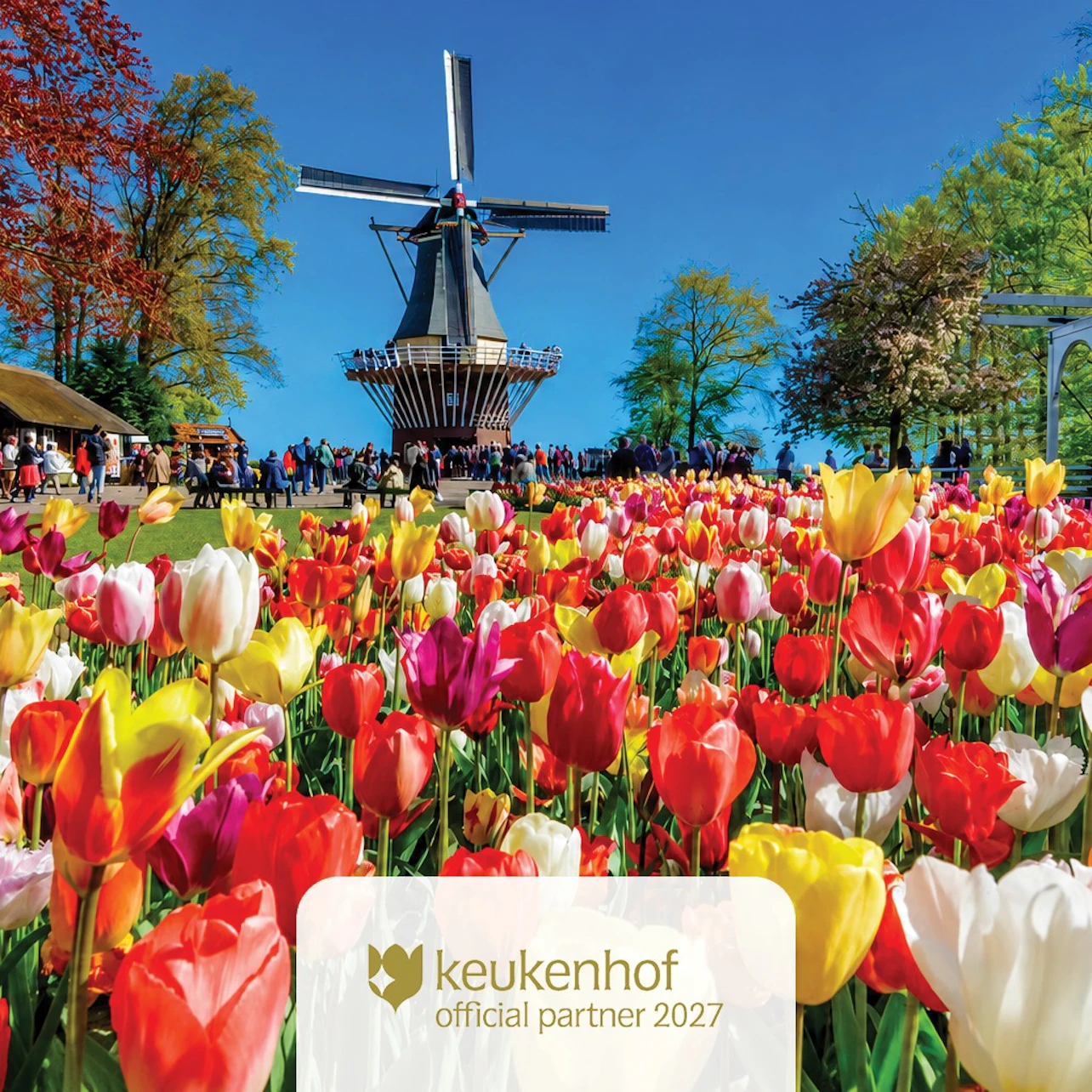 Keukenhof: Entry Ticket + Roundtrip Transport from Amsterdam