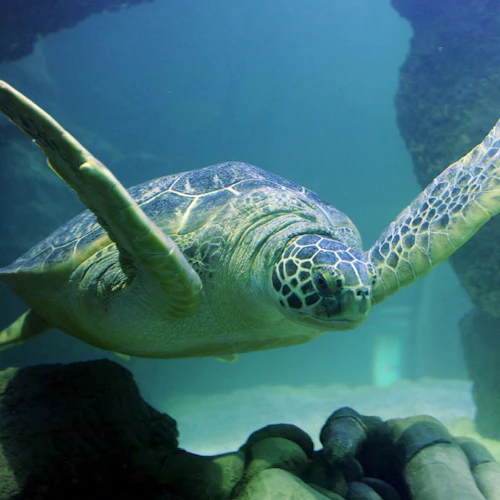 SEA LIFE Kansas City: bilhete de entrada - Photo 10