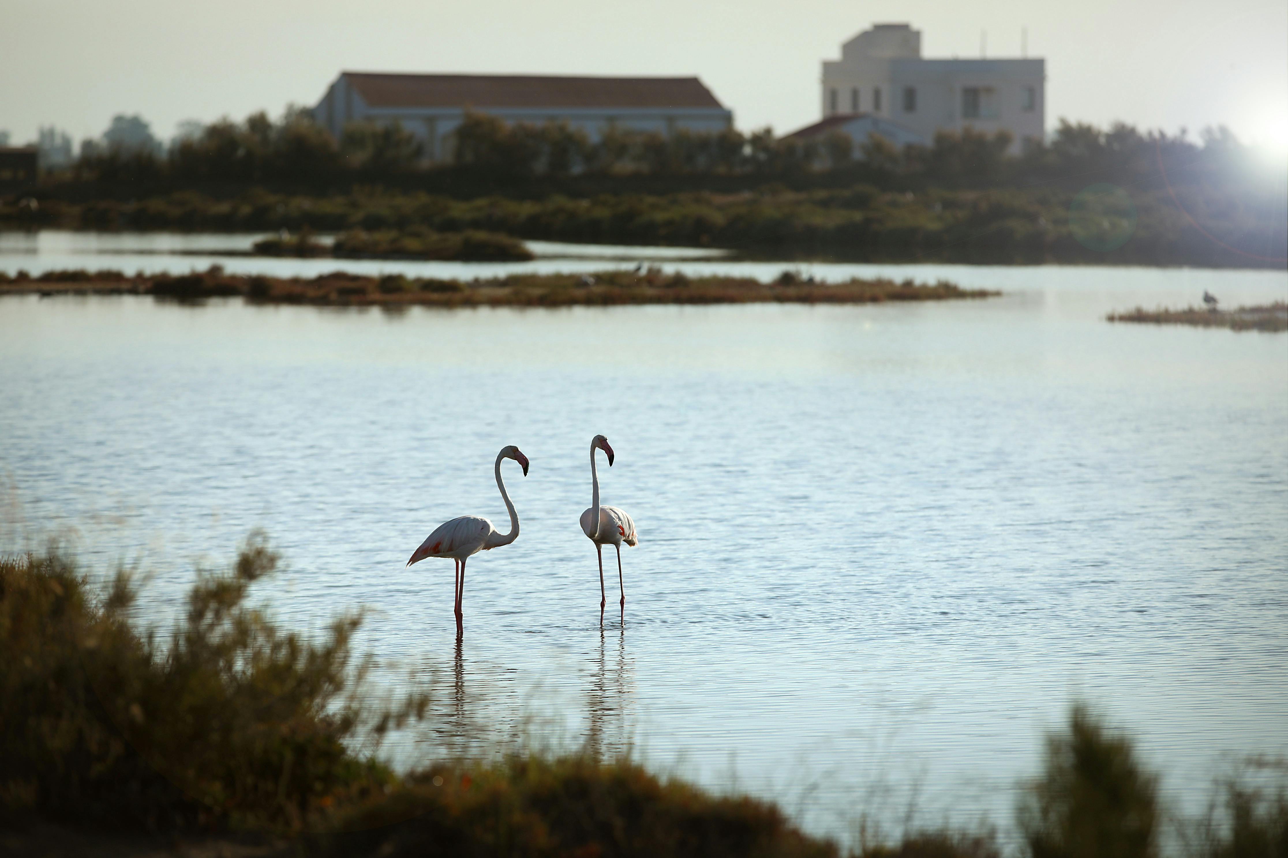 Dva plameňáci brodící se vodou s budovami a zelení v pozadí.