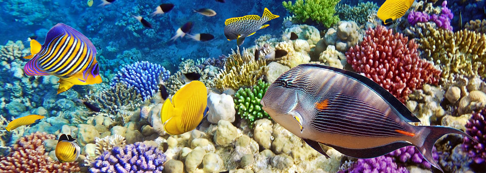 Sea Life Aquarium