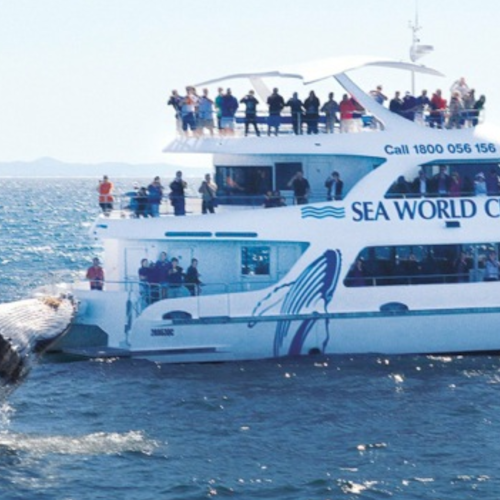 Whale Watching Cruise Gold Coast