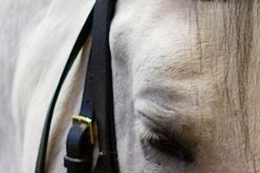 Wien Spanische Reitschule Training