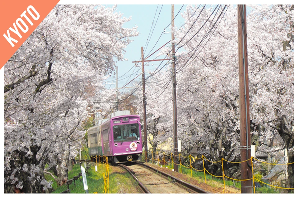 A purple train travels on tracks through a pathway flanked by blooming cherry blossom trees and utility poles.