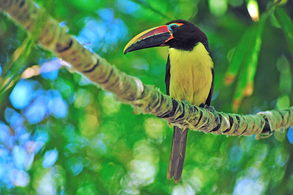 A black and yellow toucan with a colorful beak perched on a tree branch surrounded by green foliage.