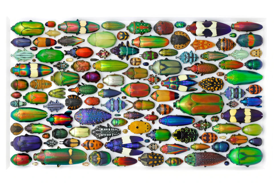 A collection of colorful beetles displayed on a white background, showcasing various shapes, sizes, and patterns.
