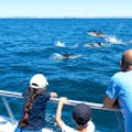 Dofins i catamarà