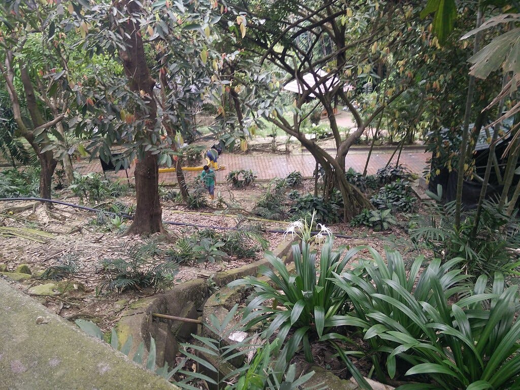 A lush green garden with various trees, bushes, and plants; a person in the background near a pathway.