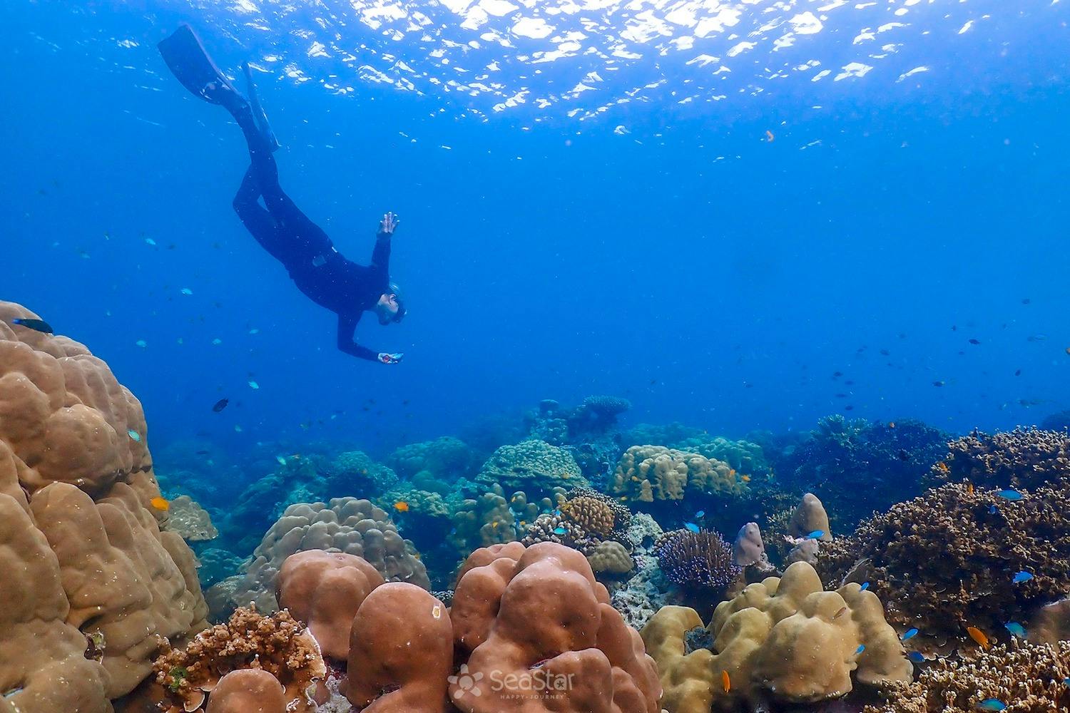 스노클링과 수중 낙원 탐험