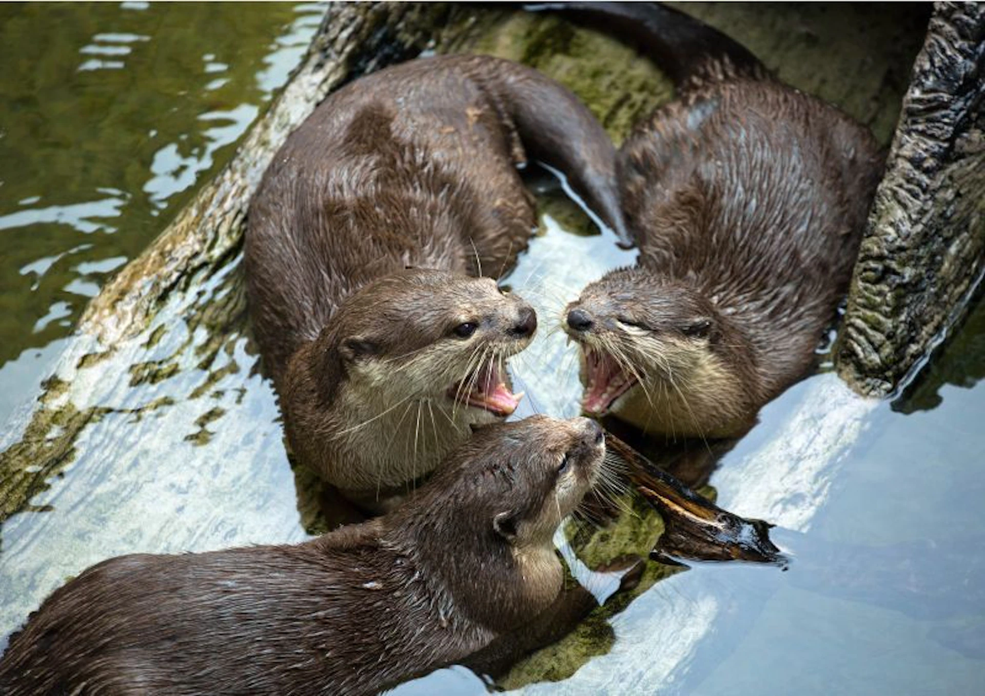 Three otters in water, two with mouths open, possibly vocalising, surrounding a piece of wood.