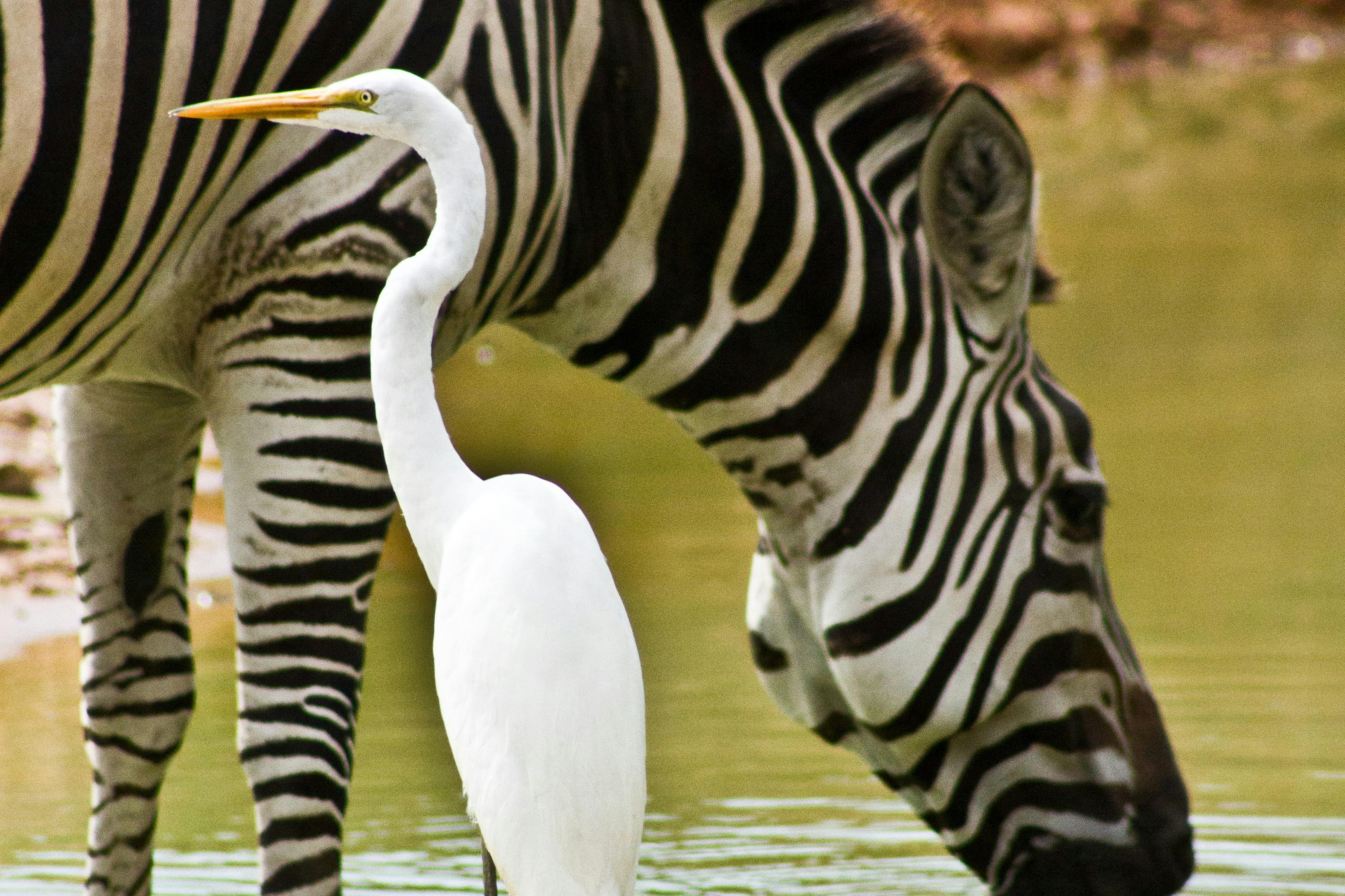 美しい動物たち