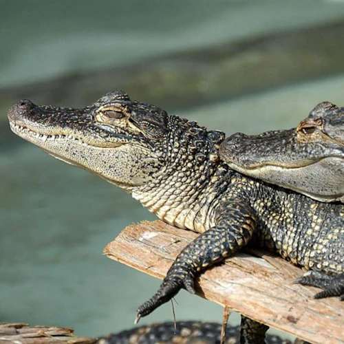 Gatorland Orlando: Skip The Line Ticket - Photo 15