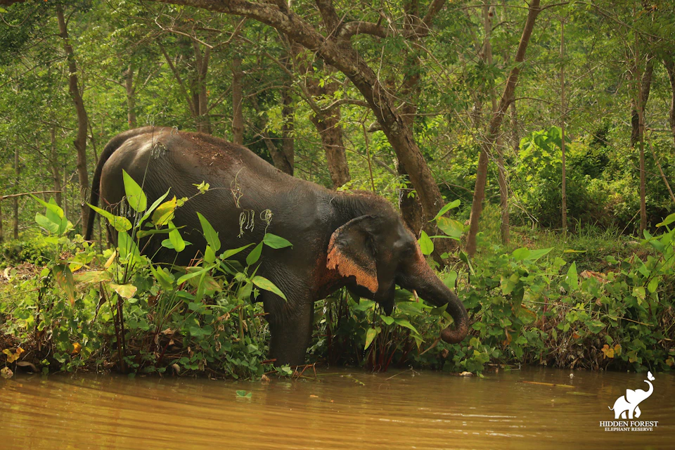 Elephant