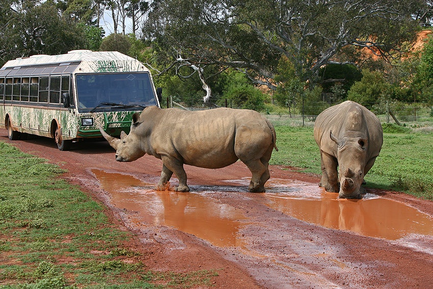 Werribee Open Range Zoo Tickets Werribee