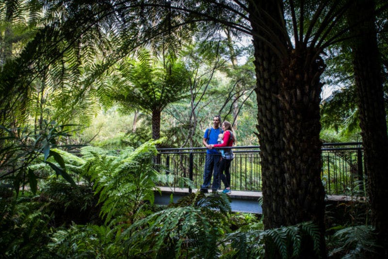 Two people standing on a bridge in a dense, green forest, surrounded by lush ferns and tall trees.