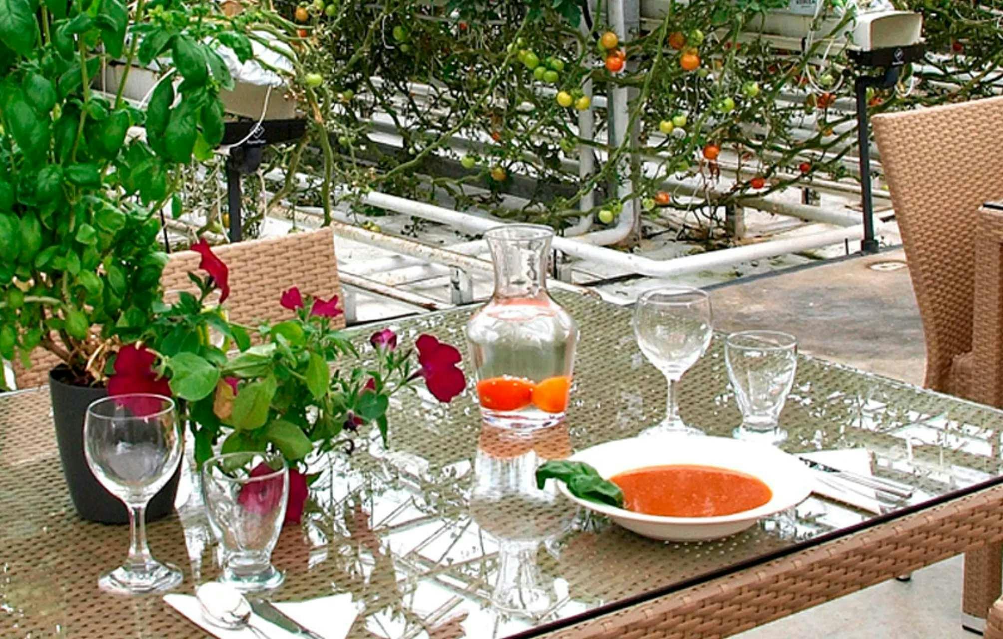 A glass table with a bowl of tomato soup, a water pitcher, glasses, and a potted plant. Tomato plants are visible in the background.