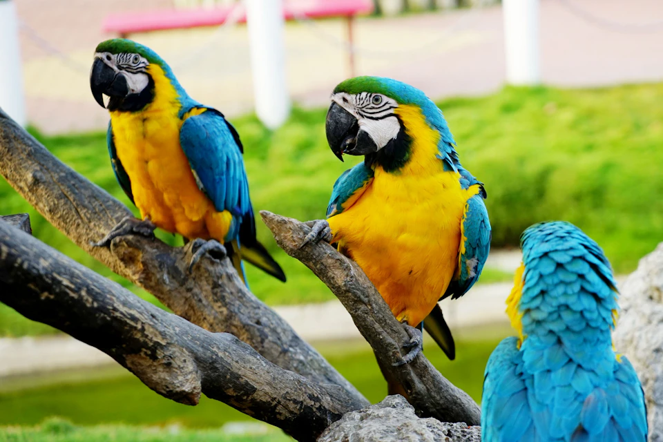 Three colorful macaws perched on branches, showcasing vibrant yellow, blue, and green feathers, with a blurred background.