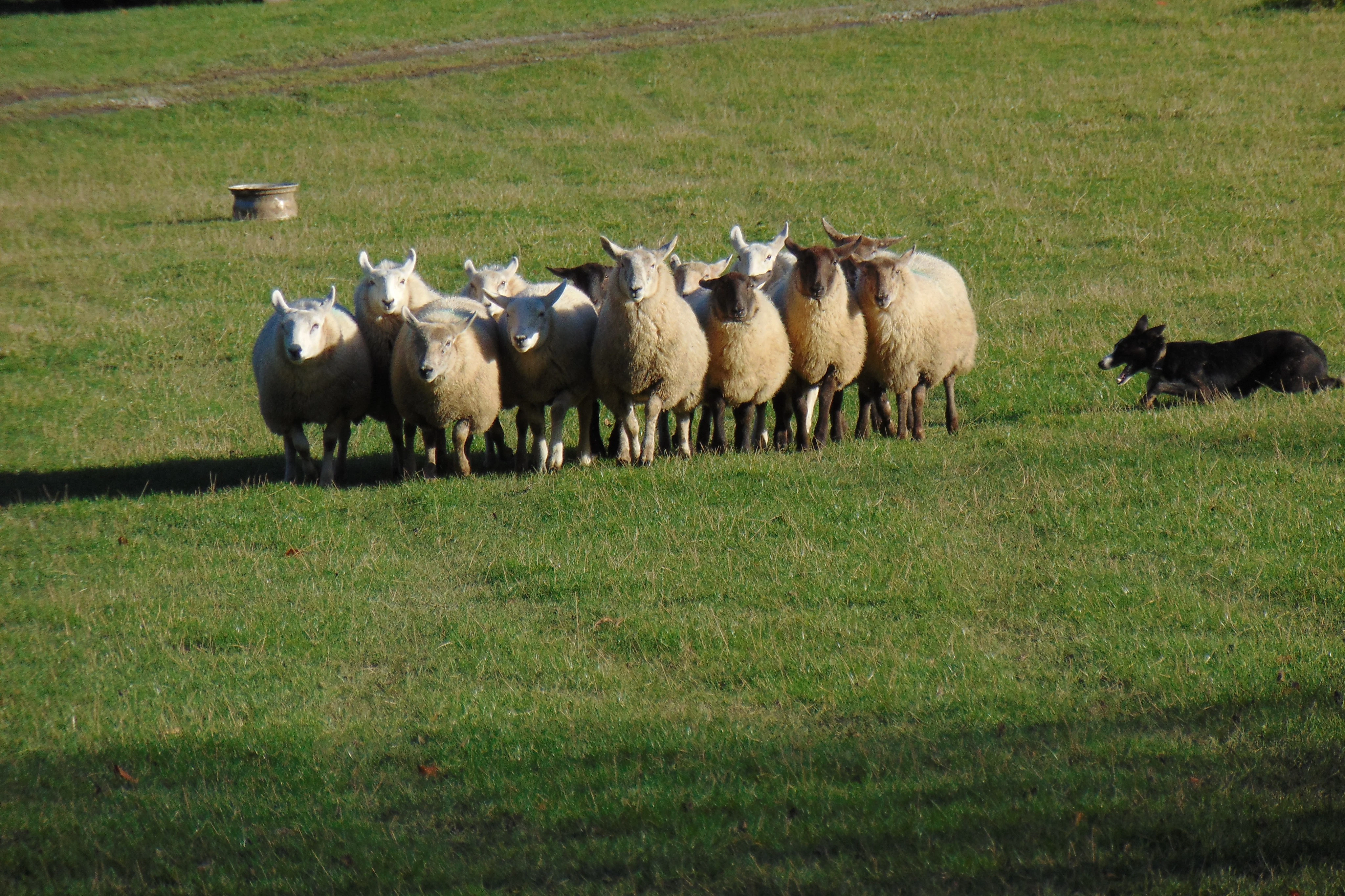 Wicklow, Glendalough & Kilkenny: Tour from Dublin with Sheep Demonstration