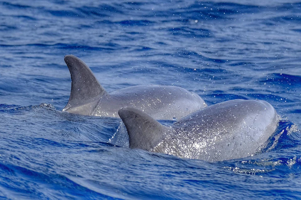 dolphins