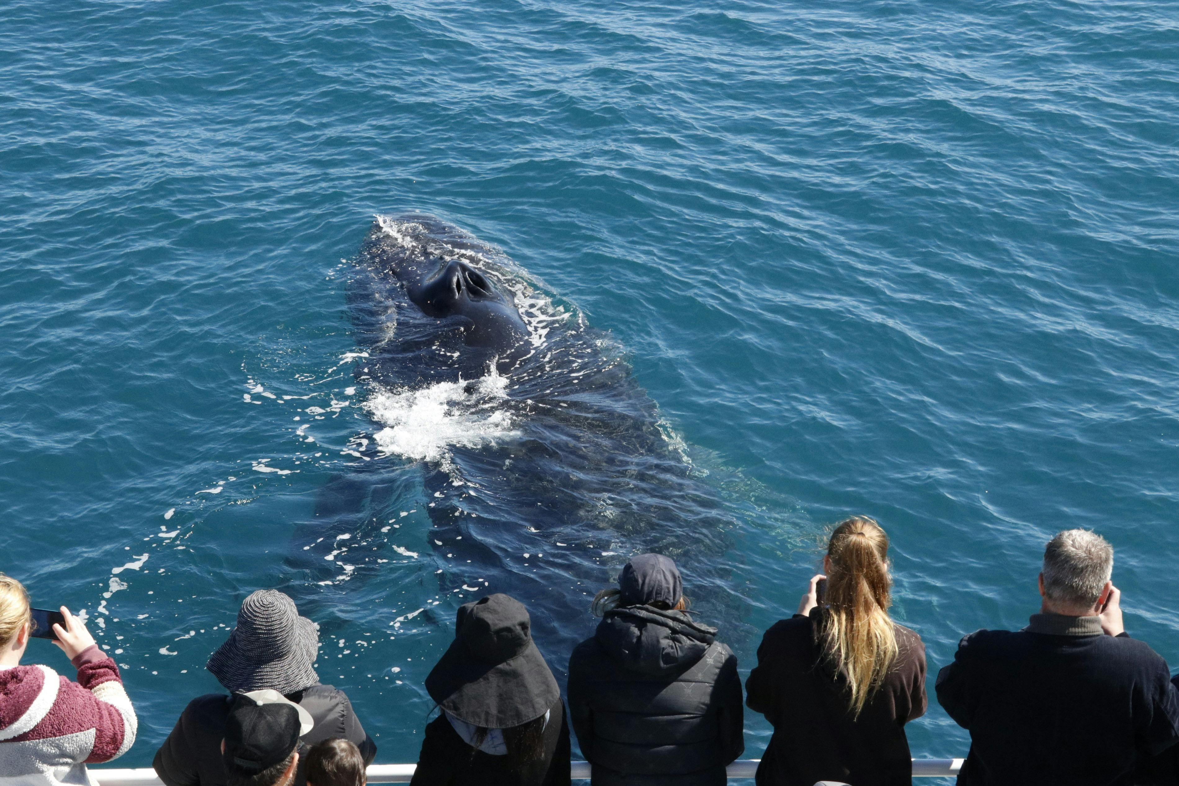 Dunsborough: Excursão para observação de baleias - Photo 7