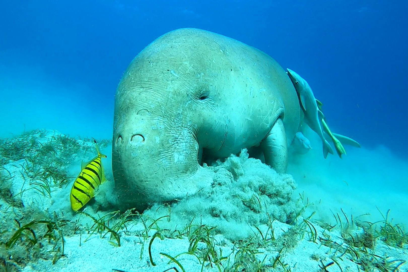 dugong θαλάσσια αγελάδα marsa alam