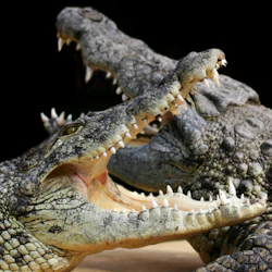 Two crocodiles with open mouths displaying sharp teeth, positioned against a black background.