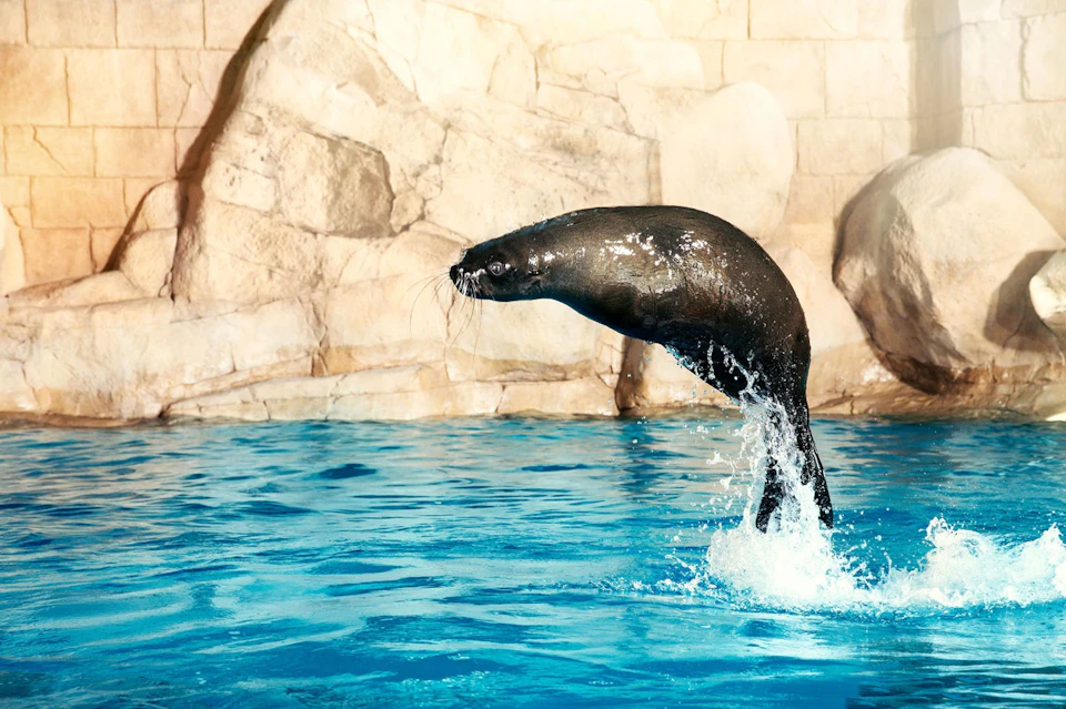 Atlantis The Palm - Dip & Play