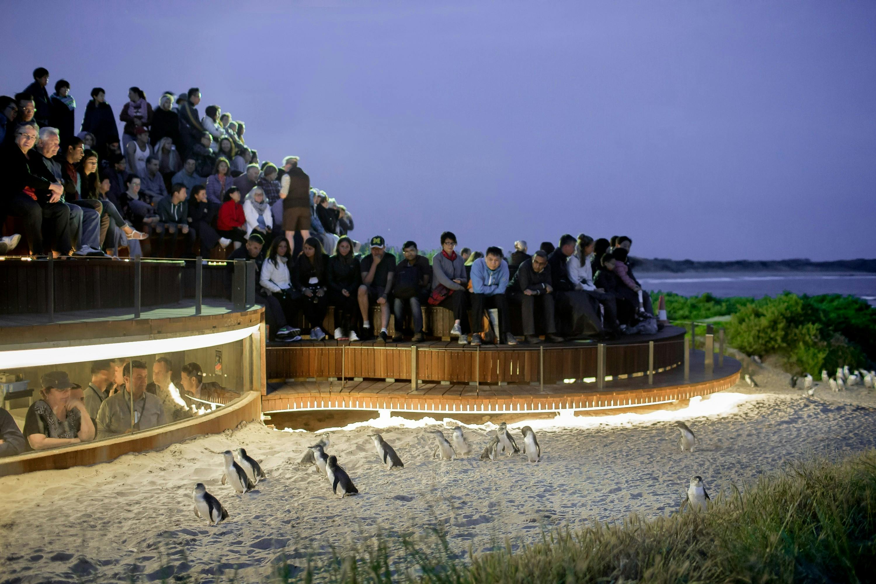 Wycieczki jednodniowe po Phillip Island