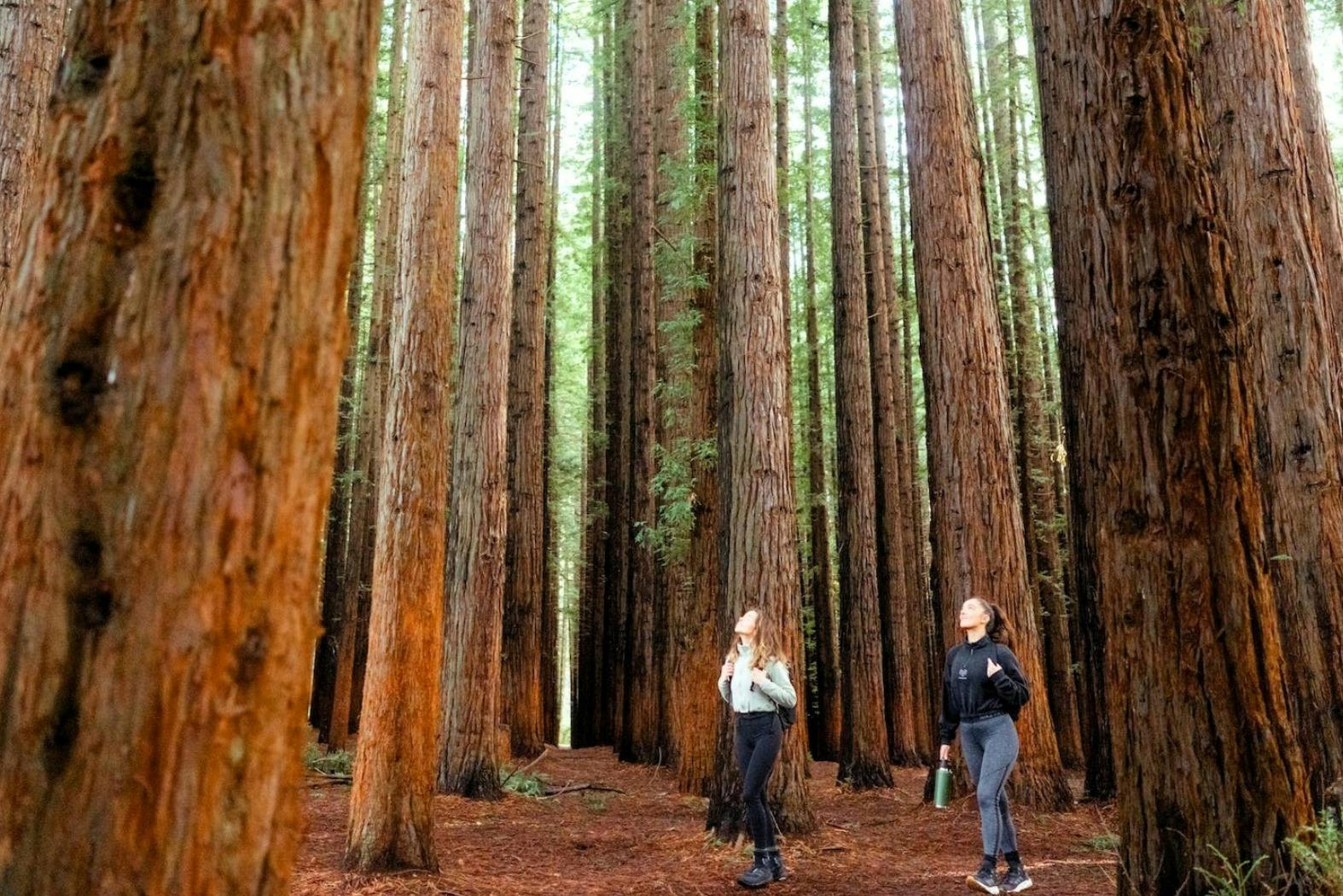 Warburton & Cement Creek Redwood Forest: Tour from Melbourne + Puffing Billy 5