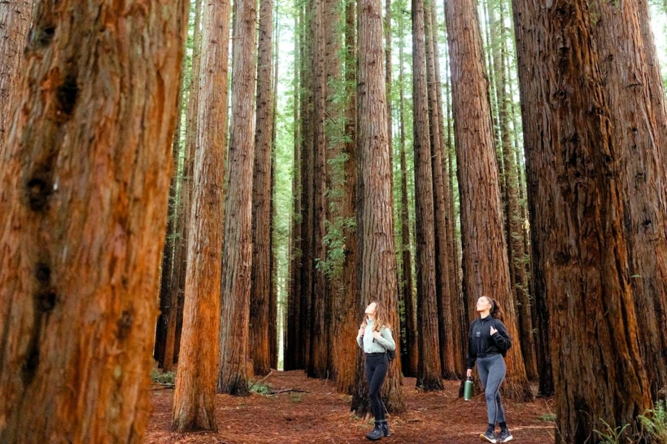 Two people standing among tall redwood trees, looking up at the canopy in a forest.