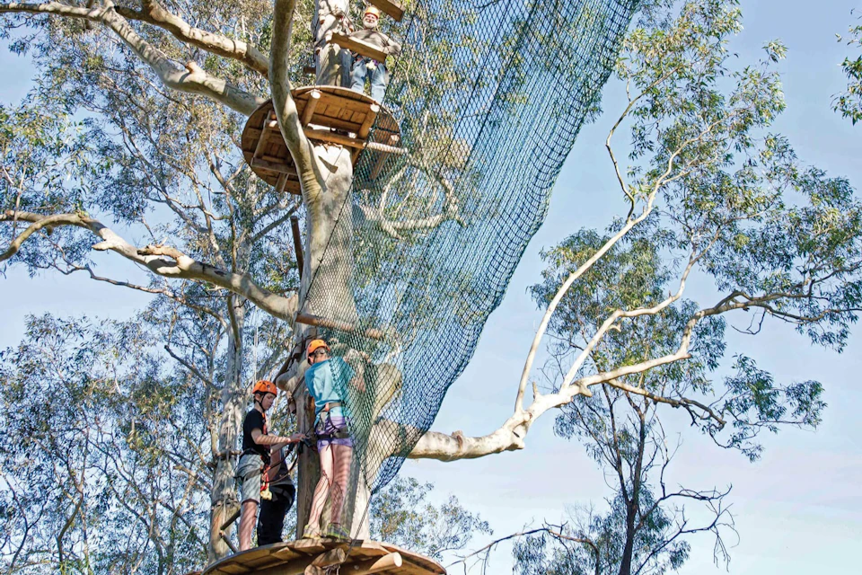 Three people wearing harnesses and helmets on wooden platforms in trees, navigating a large net in an outdoor adventure course.
