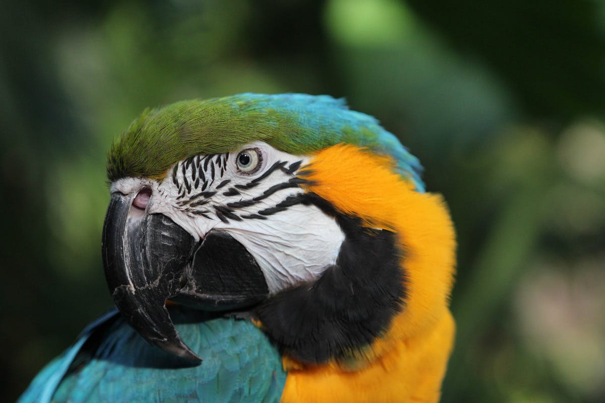 Bloedel Conservatory