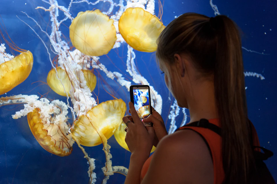 A person is photographing glowing yellow jellyfish against a blue background.