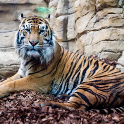 En tiger med levande orange och svarta ränder som ligger på träflis framför en stenig inhägnadsmur.
