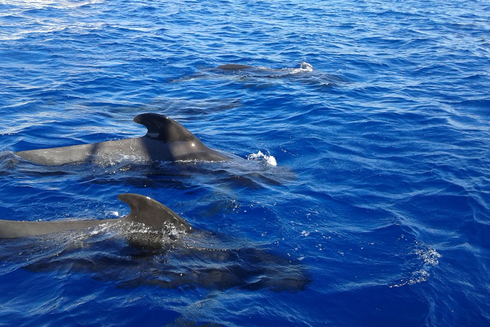 Pilot whales