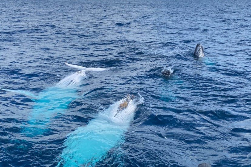 A Pod of Humpback Whales
