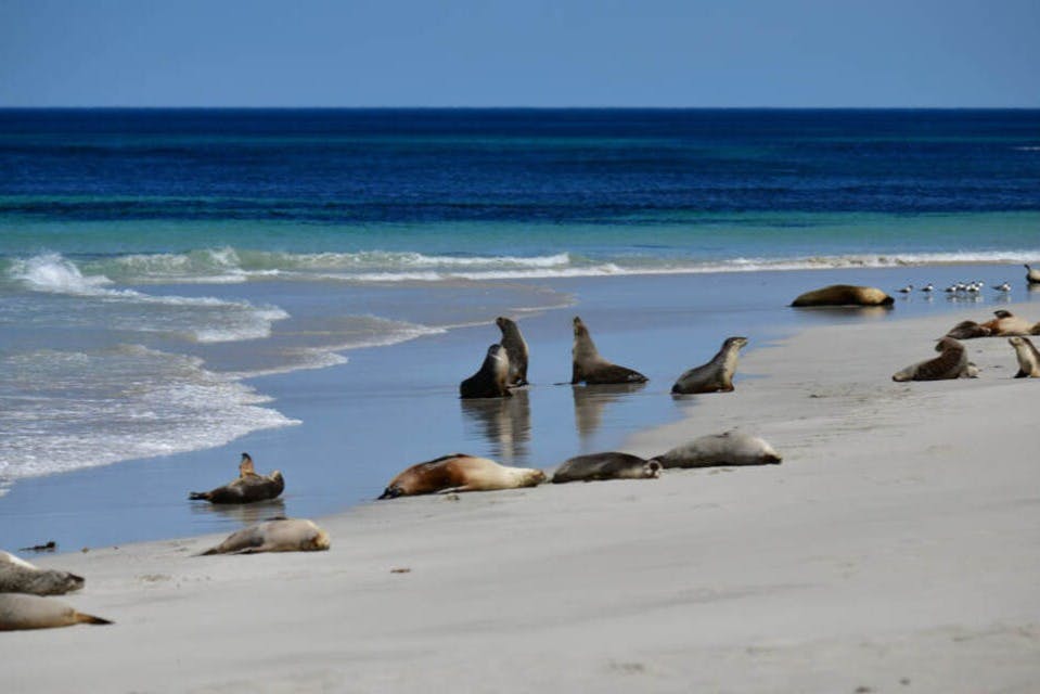 カンガルー島体験終日ツアー
