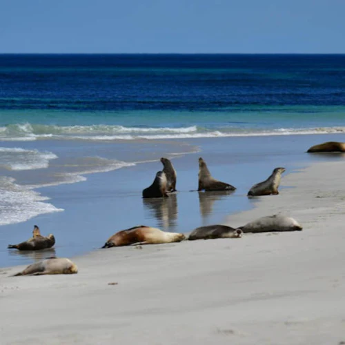 Ilha Kangaroo: Excursão de um dia a partir de Adelaide - Photo 2