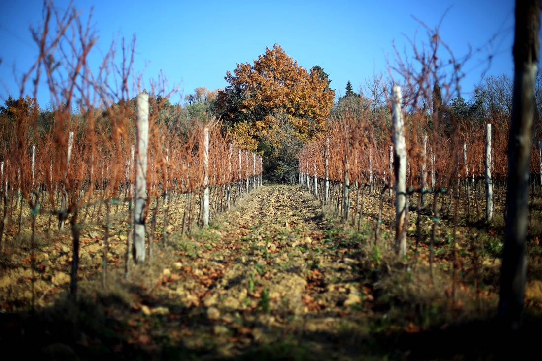 Rows of grapevines with bare branches stretch into the distance, leading to a large tree with autumn-colored leaves under a clear sky.