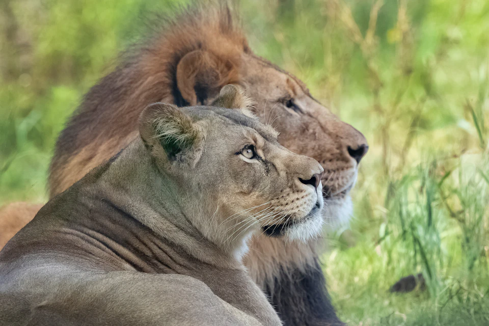 Lions
