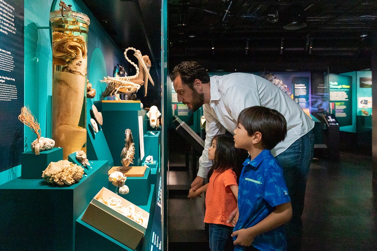 An adult and two children observe various small exhibits, including animal skeletons and bones, in a dimly lit museum setting.