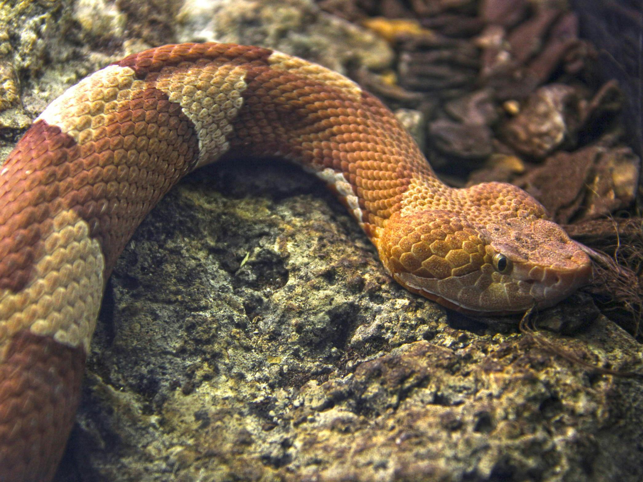 一条铜头蛇，棕色和棕褐色的身体躺在岩石表面。